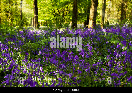 Glockenblumen in Wäldern in der Nähe von Symonds Yat, Herefordshire an sonnigen Tag im Frühling Stockfoto