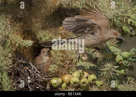 Kurve-billed Thrasher (Toxostoma Curvirostre) - Erwachsenen fliegen von jungen am Nest in Cholla Cactus - Arizona - USA Stockfoto