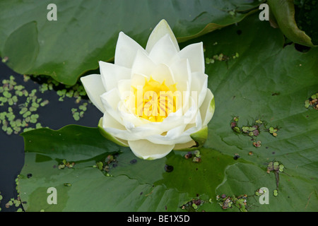 Europäische Weiße Wasserlilie, Europäische Weiße Wasserlilie, Weisse Teichlilie, Weißwasserlilie, Nymphaea alba, Nymphaeaceae. Europa. Stockfoto