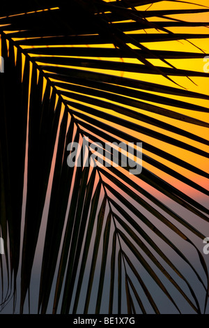 Sonnenuntergang über einem Palmwedel Baum vom Plaza Resort, Bonaire, Niederländische Antillen gesehen. Stockfoto