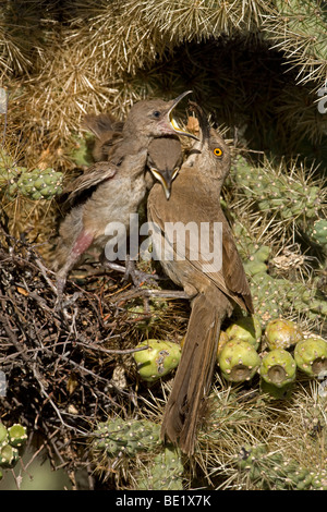 Kurve-billed Thrashers (Toxostoma Curvirostre) - Erwachsenen jungen am Nest in Cholla Cactus - Arizona füttert Stockfoto