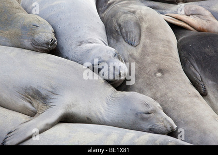 See-Elefanten Piedras Blancas entlang Coast Highway One in der Nähe von San Simeon auf Kaliforniens central coast Stockfoto