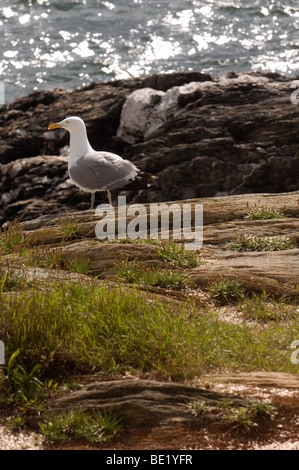 Möwe thront auf Felsen am Beaver Tail Leuchtturm in Jamestown Rhode island Stockfoto