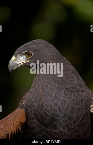 Harris Hawk (Parabuteo Unicinctus) - Porträt - Captive - einzigartig unter den Greifvögeln für die kooperative Jagd Stockfoto