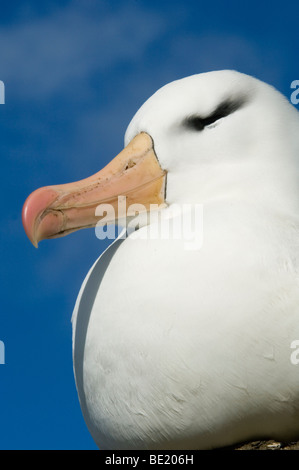 Black-Browed Albatros (Diomedea Melanophris), New Island, Falkland-Inseln. Stockfoto
