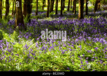 Verträumte Bild von Glockenblumen im sonnigen Wald in der Nähe von Symonds Yat, Herefordshire im Frühjahr mit Sonnenstrahlen kommen durch Bäume Stockfoto