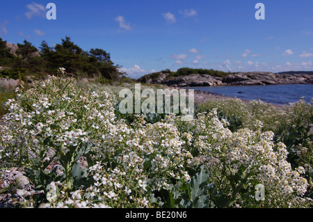 Crambe Maritima an der West Küste Schwedens Stockfoto