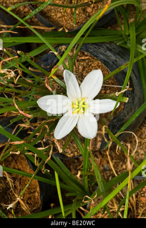 Regen, die weiße Lilie kommen gerade in voller Blüte Stockfoto