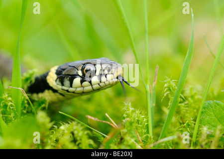 Grass Snake (Natrix Natrix) jungen Jungtier Gras, Oxfordshire, Vereinigtes Königreich. Stockfoto