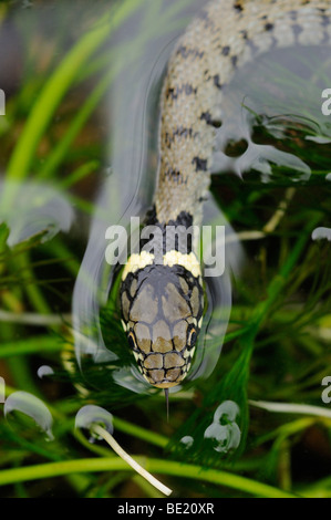 Grass Snake (Natrix Natrix) junge Snke in Wasser, Oxfordshire, Vereinigtes Königreich. Stockfoto