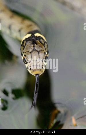 Ringelnatter (Natrix Natrix) jungen Jungtier, Blick auf Kopf von oben, Oxfordshire, Vereinigtes Königreich. Stockfoto