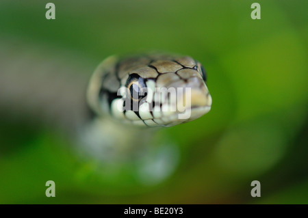 Ringelnatter (Natrix Natrix) Nahaufnahme des Kopfes des jungen Schlange, Oxfordshire, Vereinigtes Königreich. Stockfoto