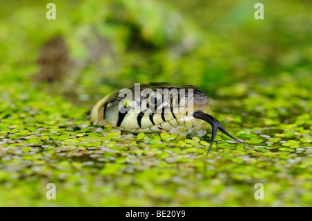 Ringelnatter (Natrix Natrix) im Wasser, Kopf, umgeben von Unkraut Überwasser, Zunge raus, Oxfordshire, Vereinigtes Königreich. Stockfoto