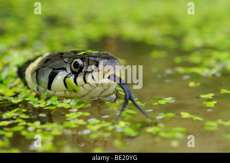 Ringelnatter (Natrix Natrix) Kopf über Wasser, Oxfordshire, Vereinigtes Königreich erhoben. Stockfoto