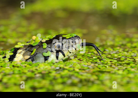 Ringelnatter (Natrix Natrix) Kopf über Wasser, bedeckt in Wasserlinsen, Zunge raus, Oxfordshire, Vereinigtes Königreich erhoben. Stockfoto