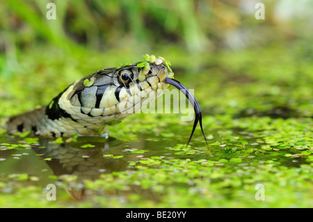 Ringelnatter (Natrix Natrix) Kopf über Wasser, Zunge raus, Oxfordshire, Vereinigtes Königreich erhoben. Stockfoto