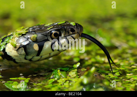 Ringelnatter (Natrix Natrix) Nahaufnahme des Kopfes, Zunge verlängert, Kopf über Wasser bedeckt in Unkraut, Oxfordshire, Vereinigtes Königreich. Stockfoto