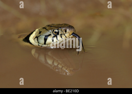 Ringelnatter (Natrix Natrix) Nahaufnahme der Kopf über Wasser, Zunge raus, Reflexion, Oxfordshire, Vereinigtes Königreich erhoben. Stockfoto