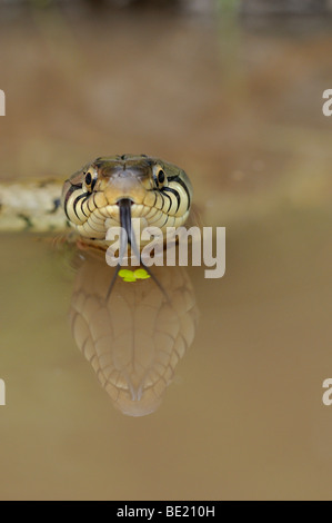 Ringelnatter (Natrix Natrix) im Wasser, Ansicht von vorne, Zunge raus, Reflexion, Oxfordshire, Vereinigtes Königreich. Stockfoto