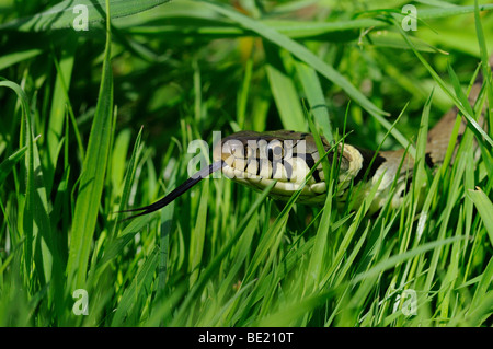 Ringelnatter (Natrix Natrix) close-up, glitt durch Rasen, Zunge raus, Oxfordshire Stockfoto