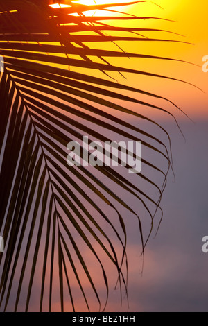 Sonnenuntergang über einem Palmwedel Baum vom Plaza Resort, Bonaire, Niederländische Antillen gesehen. Stockfoto