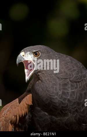 Harris Hawk (Parabuteo Unicinctus) - Calling - Portrait - Captive - einzigartig unter den Greifvögeln für die kooperative Jagd Stockfoto