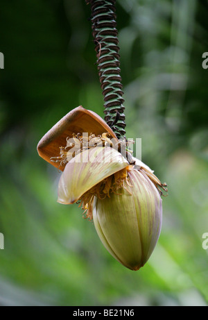 Japanische Banane, Musa Basjoo, aka Hardy Faser Banane, japanische Faser Banane, japanische Hardy Banane, Musaceae, Japan Stockfoto