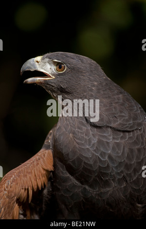 Harris Hawk (Parabuteo Unicinctus) - Calling - Portrait - Captive - einzigartig unter den Greifvögeln für die kooperative Jagd Stockfoto