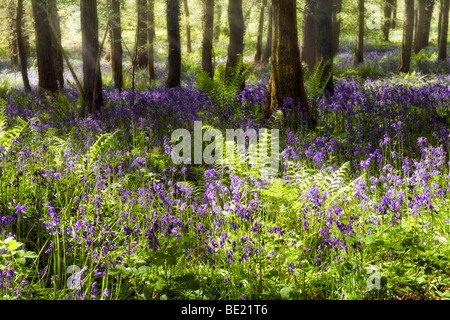 Verträumte Bild von Glockenblumen in sonnigen nebligen Wäldern in der Nähe von Symonds Yat, Herefordshire im Frühjahr mit Sonnenstrahlen kommen durch Bäume Stockfoto