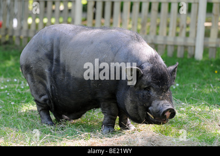 Vietnamesisches Hängebauchschwein Stockfoto