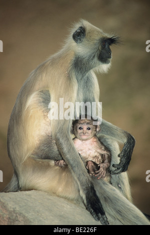 Grau-Hanuman-Languren-Affen, (Semnopithecus Entellus), Mutter und Kind, Amber Fort, Rajasthan, Indien. Stockfoto