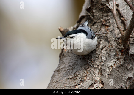 Weißer-breasted Kleiber (Sitta Carolinenss Carolinensis) auf Baum Stockfoto