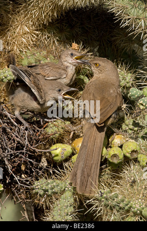 Kurve-billed Thrashers (Toxostoma Curvirostre) - Erwachsenen jungen am Nest in Cholla Cactus - Arizona füttert Stockfoto