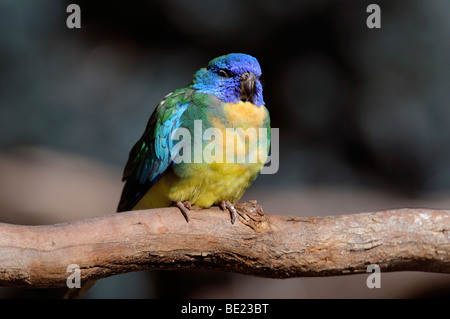 Scharlach-breasted Papagei, "Neophema Pulchella", Männlich, mittlerer Größe australische Grass Papagei Stockfoto