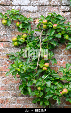 Britische Äpfel wachsen in einem ummauerten Garten. Stockfoto