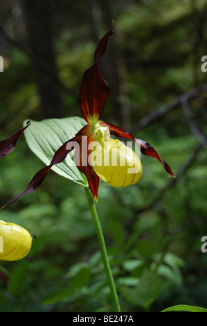 Damen Slipper Orchidee in freier Wildbahn Stockfoto