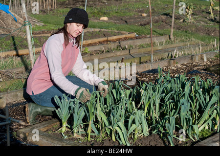 Junge Frau Prüfung Winter Porree & Gemüse auf Zuteilung Kent UK Stockfoto