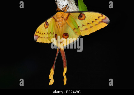 Komet Schmetterling Argema Mittrei weiblich auf Cocoon Fall Gelb langen Schwänzen Stockfoto