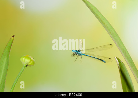 Gemeinsamen Coenagrion Damselfly männlichen Coenagrion Puella überfliegen Schilf Teich high-Speed Fototechnik blau Stockfoto