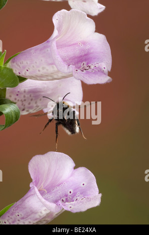Buff Tailed Bumble Bee Bombus Terrestris im Flug frei fliegen durch Fingerhut Blumen high-Speed-Fototechnik Stockfoto