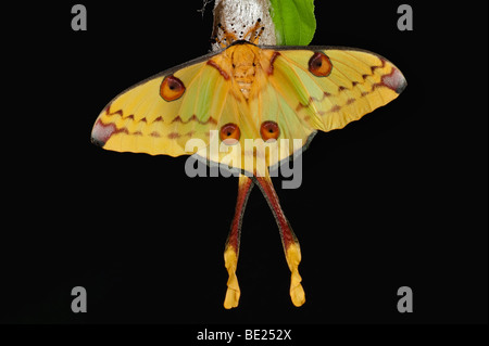 Komet Schmetterling Argema Mittrei weiblich auf Cocoon Fall Gelb langen Schwänzen Stockfoto