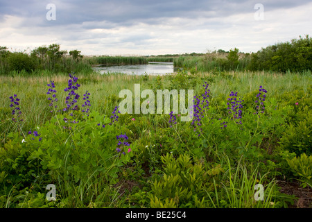 Wildblumen und die West-Teich an der Jamaica Bay National Wildlife Refuge, Queens, New York Stockfoto