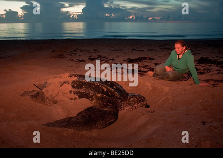 Forscher-Uhren eine Erwachsene weibliche Lederschildkröte vertuschen ihr Nest bei Sonnenaufgang Stockfoto