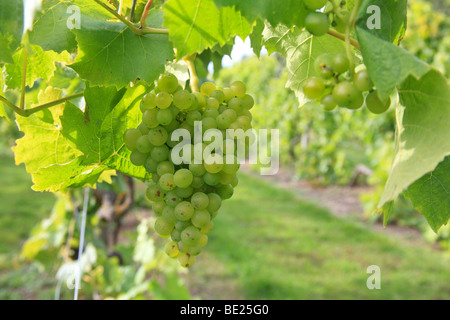 Haufen von Trauben für den Pinot Grigio Wein im Weinberg Chilford Hall in Essex. Stockfoto
