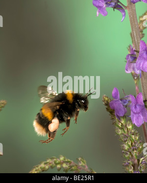 Buff Tailed Bumble Bee Bombus Terrestris fliegen durch Blumen sammeln Pollen-high-Speed-Fototechnik Stockfoto