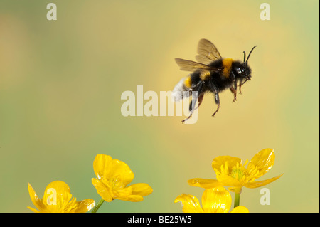 Bumble Bee Bombus Hortorum fliegen gelber Hahnenfuß Blumen high-Speed-Fototechnik Stockfoto
