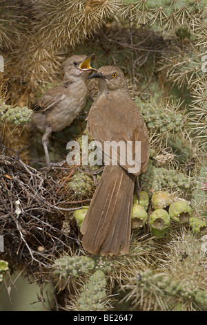 Kurve-billed Thrashers (Toxostoma Curvirostre) - Erwachsenen jungen am Nest in Cholla Cactus - Arizona füttert Stockfoto