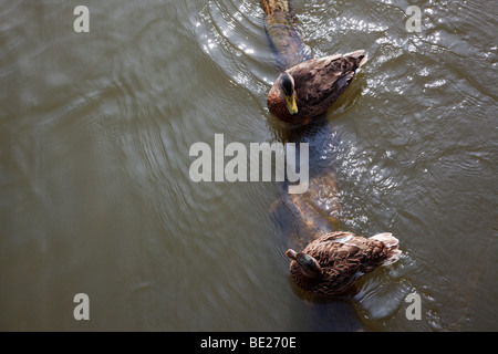 Zwei Enten auf einem Log "im Gespräch" Stockfoto