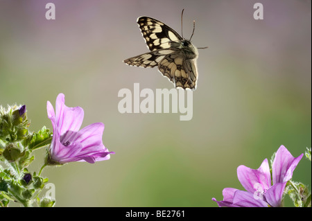 Marmorierte White Butterfly Melanargia Galathea im freien Flug fliegen hohe Geschwindigkeit Fototechnik Stockfoto