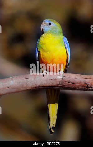 Türkisfarbenen Papagei, "Neophema Pulchella", Medium sized australische Grass Papagei Stockfoto